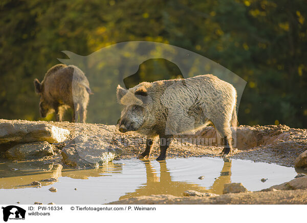 Wildschweine / wildboars / PW-16334