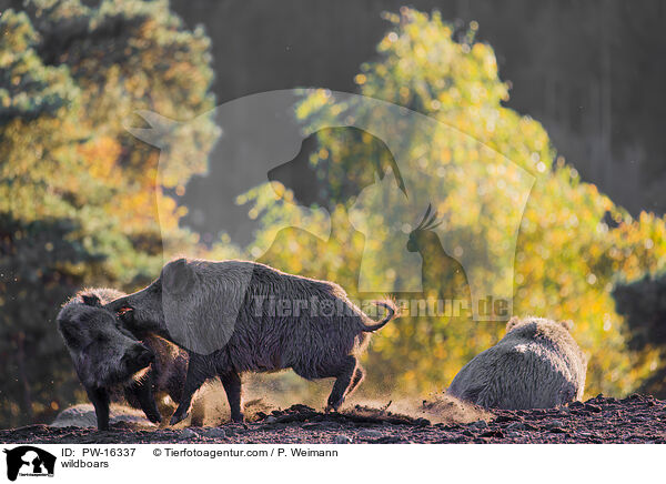 wildboars / PW-16337