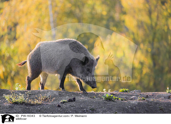 Wildschwein / wildboar / PW-16343