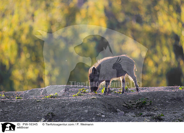 Wildschwein / wildboar / PW-16345