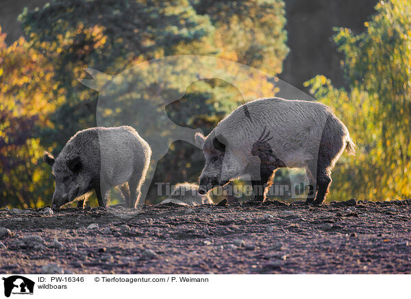 Wildschweine / wildboars / PW-16346