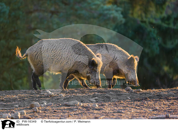 Wildschweine / wildboars / PW-16349