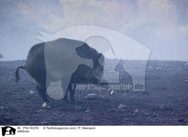 Wildschwein / wildboar / PW-16376