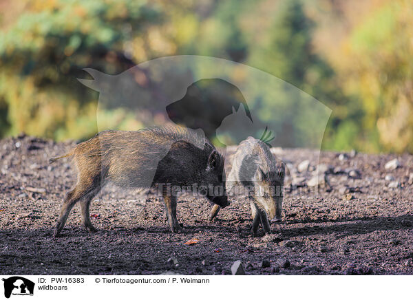 Wildschweine / wildboars / PW-16383