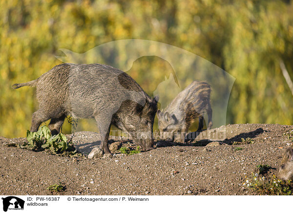 wildboars / PW-16387