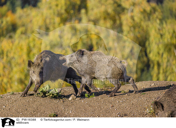 wildboars / PW-16388