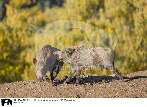 Wildschweine / wildboars / PW-16390