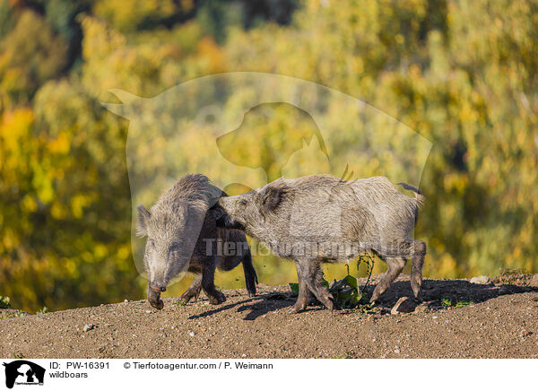 Wildschweine / wildboars / PW-16391