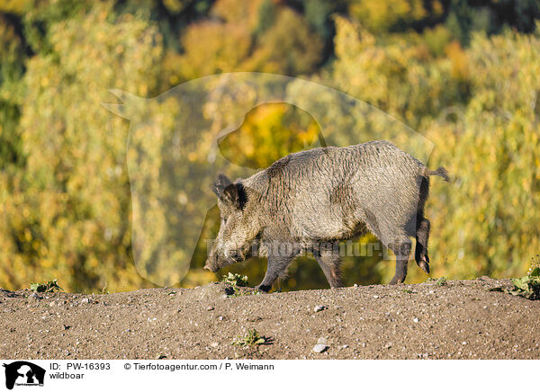 Wildschwein / wildboar / PW-16393