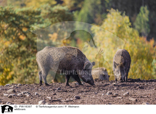 Wildschweine / wildboars / PW-16397