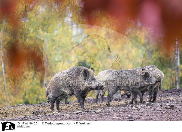 Wildschweine / wildboars / PW-16405
