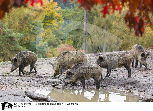 Wildschweine / wildboars / PW-16406