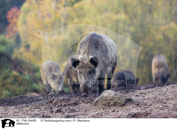 Wildschweine / wildboars / PW-16495
