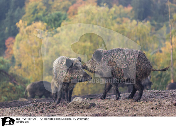 Wildschweine / wildboars / PW-16496