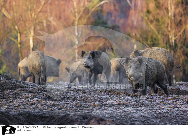 Wildschweine / wildboars / PW-17221