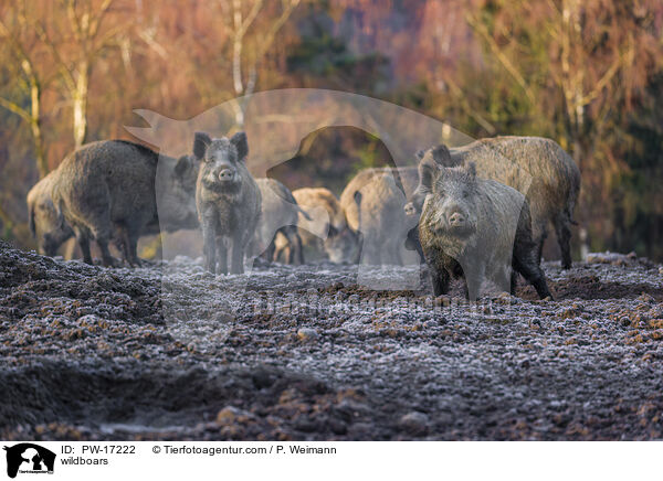 Wildschweine / wildboars / PW-17222