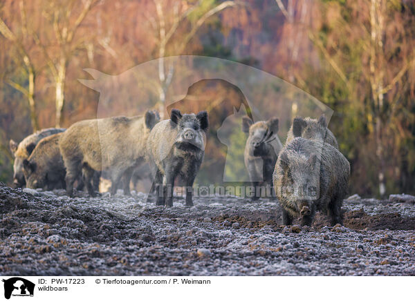 Wildschweine / wildboars / PW-17223