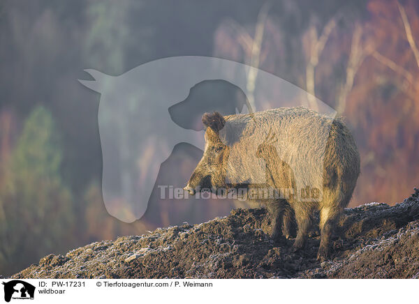 Wildschwein / wildboar / PW-17231