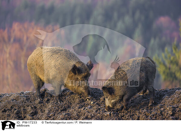 Wildschweine / wildboars / PW-17233