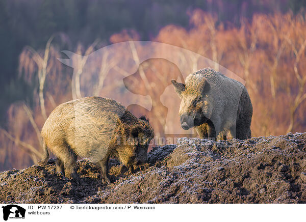 Wildschweine / wildboars / PW-17237