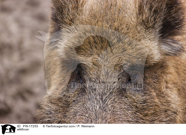 Wildschwein / wildboar / PW-17255
