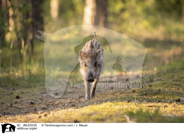 wildboar piglet / JM-20039