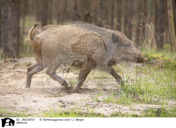 wildboar / JM-20831