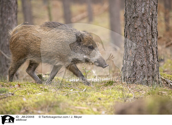 wildboar / JM-20848