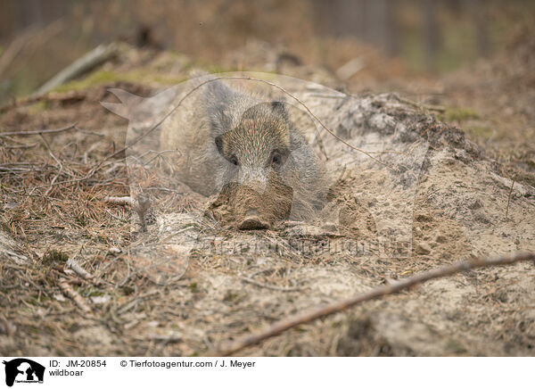 Wildschwein / wildboar / JM-20854