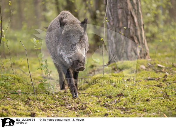 Wildschwein / wildboar / JM-20864