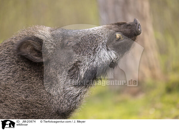 Wildschwein / wildboar / JM-20874