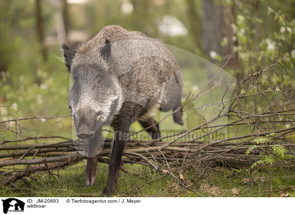 Wildschwein / wildboar / JM-20883