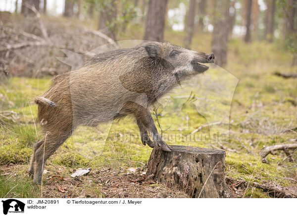 Wildschwein / wildboar / JM-20891