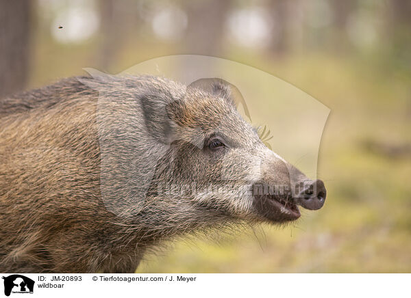 wildboar / JM-20893