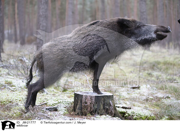 Wildschwein / wildboar / JM-21777