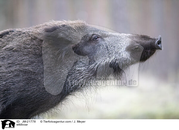 Wildschwein / wildboar / JM-21778