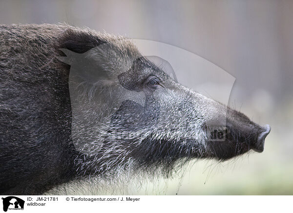 wildboar / JM-21781
