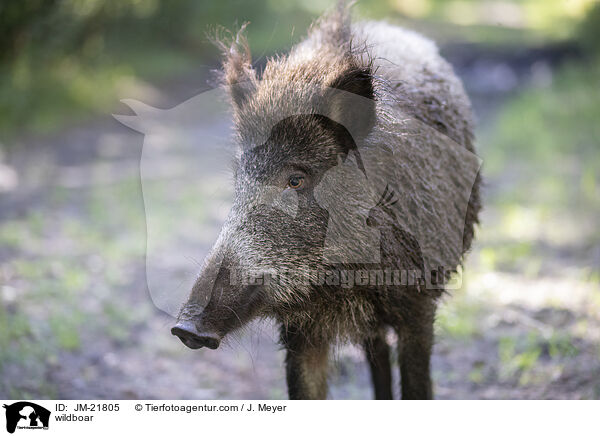 wildboar / JM-21805