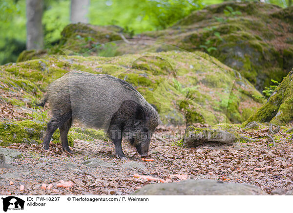 Wildschwein / wildboar / PW-18237