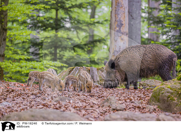 Wildschweine / wildboars / PW-18246