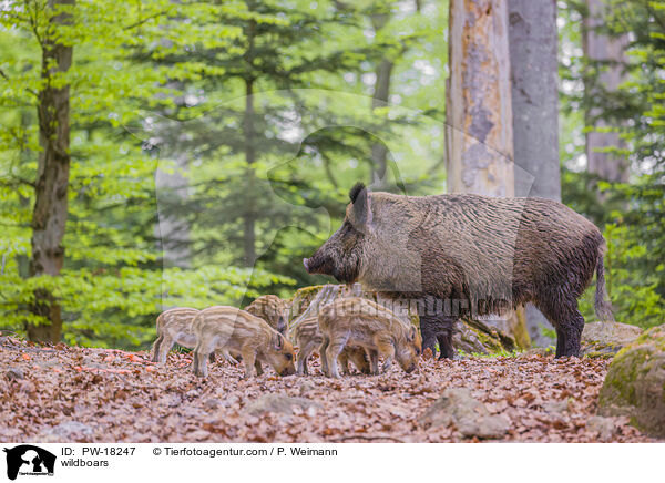 wildboars / PW-18247
