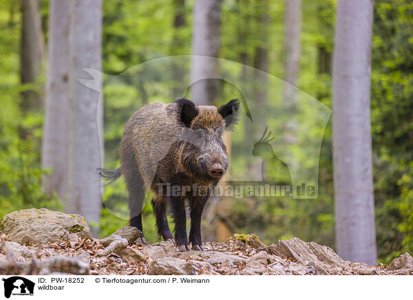 wildboar / PW-18252