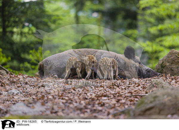 Wildschweine / wildboars / PW-18265
