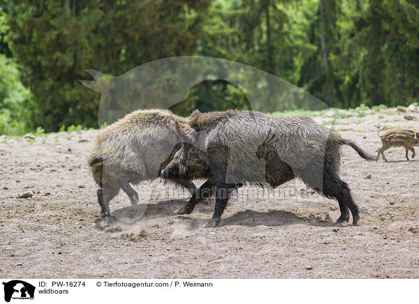 wildboars / PW-18274