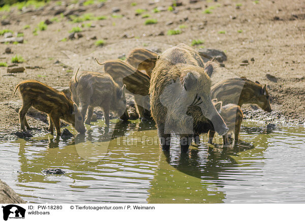 Wildschweine / wildboars / PW-18280