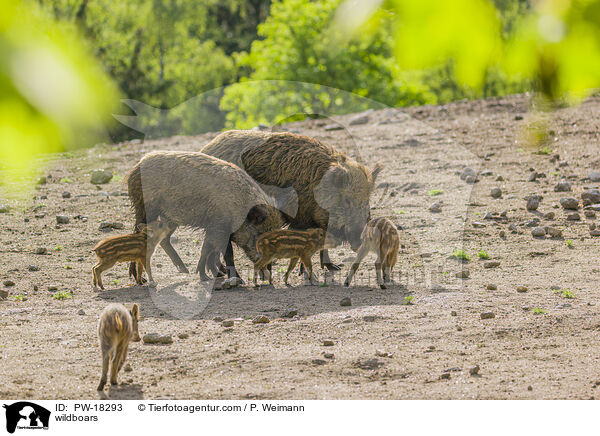 Wildschweine / wildboars / PW-18293