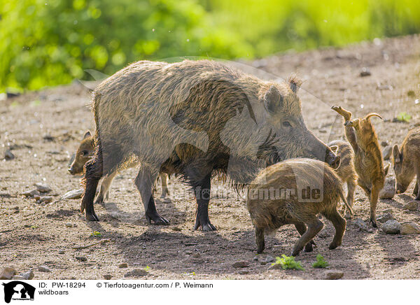 Wildschweine / wildboars / PW-18294