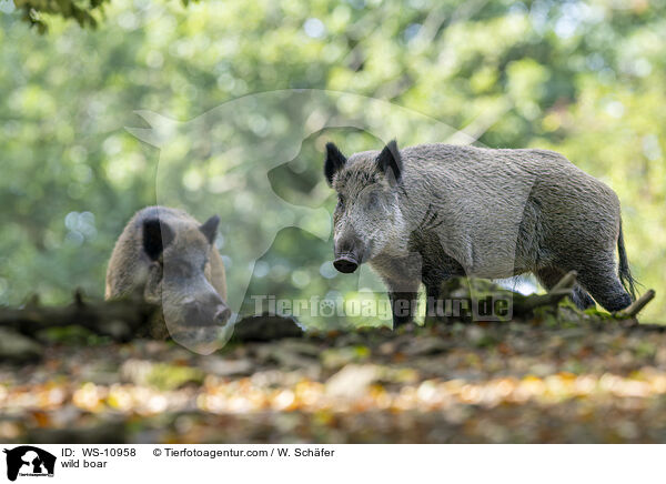 Wildschwein / wild boar / WS-10958