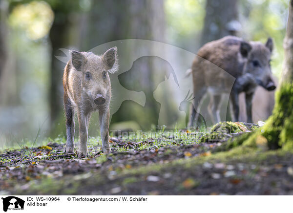 Wildschwein / wild boar / WS-10964