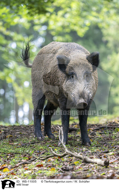 Wildschwein / wild boar / WS-11005